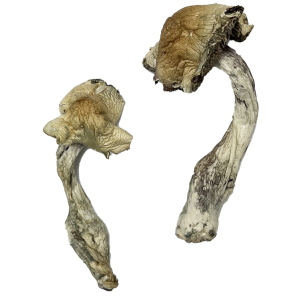 Buy Gorlin Magic Mushrooms